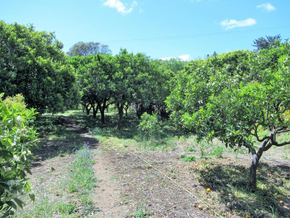 Casa Rural El Alpendre Vega de San Mateo Eksteriør billede